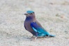 الاسم بالعربية :- الشقراق الاوروبي
الاسم بالانجليزية :- European Roller
الاسم باللاتينية :- Coracias garrulus
المملكة :- الحيوانات
الشعبة :- الحبليات
الفصيلة :- الطيور
الرتبة :- الشقراقيات
العائلة :- شقراقيات
الجنس:- C. garrulus
النوع :- الشقراق الاوروبي
الموطن
يتواجد في اسيا و اوروبا و شمال افريقيا .
الغذاء
يتغذى على الحشرات و القوارض و الزواحف الصغيرة و الضفادع .