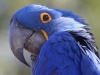 صور طيور Amazon10