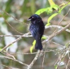 ashy drongo