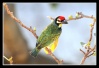 صور طيور Barbet11