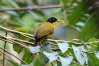 صور طيور Bulbul10