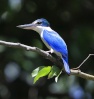 الاسم بالعربية :- الرفراف المطوق , صياد السمك المطوق
الاسم بالانجليزية :- Collared Kingfisher, White-collared Kingfisher , Mangrove Kingfisher
الاسم باللاتينية :- Todiramphus chloris
التصنيف
المملكة :- الحيوانات
الشعبة :- الحبليات
الفصيلة :- الطيور
الرتبة :- الشقراقيات
العائلة :- الرفرافيات ( و هي عائلة تنتمي اليها مجموعة من رفرافيات الاشجار و رفرافيات الغابات و
هي تعيش بالقرب من المناطق المشجرة و الغابات و بالقرب من المياه ايضا سواء البحار او الانهار )
الجنس:- Todiramphus ( و هذا الجنس يكون لون الظهر اخضر او اخضر مشرئب بالازرق و غالبا
يكون له طوق ابيض او اسود و ابيض خلف الرقبة و توجد بعض انواعه تعيش بعيدة عن المي