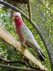 صور طيور Galah10