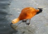 بط أبو فروة (بالإنجليزية: Ruddy Shelduck‏) هو نوع من الطيور النهرية التي تعيش في الأنهار والبحيرات وهي نوع من طيور البط .
الوصف
يصل طوله إلى 61-67 سم ،ريشه بني على الأساس ،أخف وزنا من رأسه،الأجنحة سوداء مع القليل من الأخضر.الأنثى تختلف من الذكور في الجلد الأبيض بين المنقار والعين.