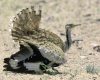 نبذه عن طائر الحباري

طائر الحباري(Houbara Bustard) يعيش عبر آلاف الكيلومترات وفي عدة أقطار. وتبقى بعض الحبارى على مدار العام، إلا أن معظمها يقضي الشتاء على بعد آلاف الكيلومترات من مناطق التكاثر.

    * تأكل الموجود من الغذاء النباتي أوالحيواني فهي تأكل النباتات وتصطاد اللافقاريات والفقاريات الصغيرة مثل السحالي والقوارض الصغيرة.
    * تتواجد في جنوب أسيا وفي الجزيرة العربية ومعظم أفريقيا كمصر و الجزائر و تونس وليبيا والمغرب وقسم من أوروبا الغربية والحباري أو الحبرو كما يطلق عليه في دول أفريقيا معرض لأنقراض بسبب كثرة الصيد عليه