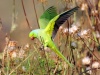 البراكيت الأخضر (بالإنجليزية: Rose-ringed Parakeet‏)، هو طائر يصنف من الببغاء. ومن صفات هذه الطيور : ذيول طويلة، متوسطة وصغيرة. وتعتبر هذه الصفاة من خصائص الببغاوات، إلا أنهم بالحقيقه ببغاء.طول هذه الببغاوات لا يزيد عن 16 بوصة وشكلهم يساعد على التخفي.

أغلب هذه الطيور يكون لونها اخضر.و يوجد لها عدة الوان مثل الاصفر والازرق والرمادي لكل من الذكور والإناث نظر متشابهة جدا، ومع ذلك ،يوجد اختلاف بينهم. فالذكر لديه عصابة سوداء حول عنقه. اما الإناث لا يوجود عصابة سوداء غالباً.

كل من الجنسين لديه ذيل طويل ويتألف الذيل من 12 ريشه, واطول ريشتين يكون لونهم ازرق غالباً.

موطن البراكيت