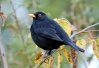 الشحرور (الاسم العلمي: Turdus merula) نوع من الطيور يتبع جنس السمنة من فصيلة السمنة يعيش في أوروبا وآسيا والمشرق العربي والمغرب العربي بالإضافة إلى أستراليا ونيوزيلندة.

ذكر الشحرور البالغ أسود اللون في كل جسمه عدا منقاره وحلقة حول عينيه أصفرا اللون؛ للأنثى وللشحرور الصغير لون بني داكن بشكل عام. يعيش الشحرور في الغابات والحدائق. إنه قارت يأكل أنواعا عدة من الحشرات، الديدان الأرضية، العوز والفواكه.