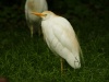 أَبو قِرْدَان (باللاتينية: Bubulcus ibis)، أو كما يطلق عليه ابن الماء اما في المغرب فيطلق عليه ب‘‘‘طير بقر’’’، هو الشقيق الأبيض الصغير للبلشون العادي (أي مالك الحزين). وهو طائر أبيض اللون بمنقار وأرجل صفراء، يعيش في البلدان الدافئة في المناطق الزراعية على وجه التحديد، كما يعيش بالقرب من الماء مع العديد من الطيور الخواضة الأخرى.
يتغذى على الحشرات بشكل أساسي، كما يتغذى على الأسماك، والضفادع الصغيرة، وكل ما يطلق عليه آفة زراعية. ولذلك يعتبر صديق الفلاح مع طيور أخرى مثل الهدهد، وأبو فصادة، ولذلك صدرت القوانين التي تحرم صيده خاصة وأنه لا يؤكل.