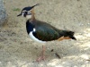 أبوطيط ذو العرف أوزقزاق شامي أو دحروج شامي (بالإنجليزية: Northern Lapwing‏) هو طائر من فصيلة طيور الهدهد ولكنه مائي تتواجد في كل أنحاء أوروبا وتهاجر لشمال أفريقيا شتاءا.