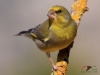 الحسون الأخضر الأوروبي أو الحسون الأخضر "Carduelis chloris" (بالإنجليزية: European Greenfinch) هو نوع من أنواع الطيور الجاثمة (الجواثم)، وينتمي لفصيلة الحسون.
 الوصف
    * يتميز هذا الحسون بلونه الأخضر، وبوجود أجزاء صفراء في الذيل والجناحين، بينما للأنثى والصغار لون باهت وخطوط بنية في الظهر. يتراوح طول الحسون الأخضر الأوروبي ما بين 14 إلى 16 سم، ويتشابه مع طائر الصغنج في بعض مواصفاته، كالحجم والشكل. الاسم العلمي لهذا الطير مأخوذ من لونه المميز، حيث أن "Chloris" مأخوذ من كلمة إغريقية بمعنى الأخضر المصفر.