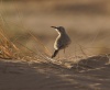 أم سالم (Hoopoe lark)الاسم العلمي:(Alaemon Alaudipea)، أم سالم: (الورقة)، يقال ان تسمية هذا الطائر بـ (أم سالم) نسبة لامرأة عجوز كبيرة السن، تدعي على من يضايقها، ودعوتها لاتخيب لذلك سميت بهذه التسمية. لذا يحذر الناس التعرض لها لخوفهم ان تصيبهم بسوء بالحوجة، مع ذلك فهي مسالمة.

من الطيور الصحراوية المقيمة والمعششة والشائعة جداً، يتواجد في المناطق شبه الصحراوية ذات الشجيرات، والكثبان الرملية وأحياناً حول الكثبان الساحلية، والأودية الصخرية والمسطحات الحصوية.