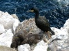 الغاق Shag/Cormorant طائر بحري له له أنواع كثيرة، يستغله الصيادون الصينيون في بحر لي جيانغ في الصين في صيد الأسماك نظراً لوجود جراب في رقبة الطائر يستخدمه في تخزين الأسماك ولكي لا يقوم الطائر نفسه بالتهام الأسماك ، يلجأ الصيادون إلى لف بعض الخيوط حول عنق الطائر.

والطائر هذا ذو شهرة كبيرة حيث يعتبر الرمز لمدينة ليفربول حيث تتزين المباني الحكومية والعادية

في مدينة ليفربول بتحف لهذا الطائر الجميل وغير ذلك يعتر طائر الغاق رمز لنادي ليفربول الإنجليزي