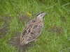 السمان أو السلوى (بالإنجليزية: Common Quail أو Coturnix coturnix‏) هو طائر صغير من عائلة فازيانيدي (بالإنجليزية: Phasianidae‏) من رتبة الدجاجيات. وهو موجود ومنتشر في أوروبا وآسيا وأفريقيا.

وهو الوحيد من رتبة طيور الدجاجيات الذي له المقدرة علي الطيران والهجرة حيث يقضى فصل الصيف في أوروبا ويهاجر إلي أفريقيا في فصل الشتاء ثم يعود مرة أخرى إلي موطنه.

السمان طائر بري من الطيور المهاجرة والذي تم استئناسه منذ زمن بعيد حيث أول من بدأ استئناسه هم اليابانيون منذ حوالي 200 سنة.