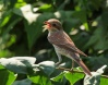 الرماني (Red backed shrike) الاسم العلمي:(Lanius collurio)، الرماني: يقال ان تسمية هذا الطائر بـ (الرماني) نسبة إلى أن صدره منقط يشبه إلى حد كبير لون ثمرة الرمان.

وهو طائر بري مهاجر ربيعي شائع إلى حد ما، وعابر معشش، يتواجد في المناطق الصحراوية وشبه الصحراوية والمناطق الزراعية، كـجفرآباد وجابر والحدائق الكبيرة والمنتزهات المزروعة بالأشجار.


ويتميز الذكر عن الأنثى بوجود قناع أسود اللون يمتد من المنقار حتى خلف العينين ببضع سنتمترات، يغطي اللون الرمادي المزرق منطقة الرأس وخلف العنق ونهاية الذيل في الذكر، واللون البني المحمر يغطي السطح الظهري والأجنحة، والذيل أسود مميز بجوان