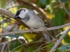 العصفور الدوري (باللاتينية: Passer domesticus) يعتبر العصفور الدوري منظراً مألوفاً حول القرى والحدائق ينتشر تقريبا في كافة أرجاء العالم ولكن بنسب متفاوتة حيث يستطيع العيش في المناطق المأهولة بالسكان بسهولة، يوجد في مناطق الأرياف في شرق المتوسط، وبالنسبة لتواجده في شمال السلطنة فتجده غالبا في القرى والحدائق وتصدر عنه أصوات كثيرة ونظراً لقدرته على التأقلم مع الظروف الطبيعية للسلطنة بدأ هذا العصفور في الانتشار ببطء في المنطقة الجنوبية حتى أصبح الآن يقترب من صلالة ويمكن بسهولة رؤية أعشاشه غير المتسقة التي تشبه كرة من الأعشاب وتشاهد عادة بارزة خلف أغطية المكيفات في 