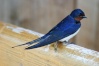 السنونو او الخطاف بالإنجليزية (swallow) طيور تعيش في الأرياف المكشوفة في معظم أنحاء العالم بإستثناء القارة المتجمدة الجنوبية ، يتغذى على الحشرات الطائرة و يبني ععشه في الأشجار ، و على المباني ، و في الضفاف الرملية أو الموحلة