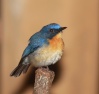 السمّنة الشيانيّة (Blue rock thrush)الاسم العلمي:(Monticola solitarius)، سمنّة شيانيّة: الشيانية باللهجة المحلية الدارجة تعني الشين، أو الأملح غير جميل، (و السمّنة الشيانيّة) اي الغير جميلة.

طائر ممتلئ الجسم مهاجر شتوي عابر أحياناً، يعيش في المناطق والتلال الصخرية، والأودية ، والحدائق الكبيرة، والمناطق الزراعية، وأماكن تجمع القمامة.