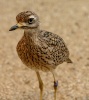 الكروان الصحراوي (Stone Curlew)الاسم العلمي:(Burhinus Oedicnemus)، الكروان الصحراوي: طائر صحراوي ومهاجر شتوي عابر يظهر خلال شهر مارس وشهر أكتوبر من العام يألف المناطق شبه الصحراوية والأراضي الحصوية والمزارع، يتجمع بقرب من الجيف حيث تجذبه الرائحة الكريهة.