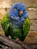 صور طيور Pionus10