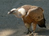 نسر غيفرين (بالإنجليزية: Griffon Vulture‏) هو أكبر نسر في أسرة طيور الجارحة في العالم القديم. يصل طوله بين 93-110سم ويصل طول أجنحته إلى 230-269 سم ويزن ما بين 6 و 13 كلغ وهو نموذج لنسر العالم القديم في المظهر، رأس أصلع أبيض جدا وريشه بني وأجنحته سوداء. وتتغدى في الغالب من جثث الحيوانات النافقة من على أي ارتفاع على مدى يجد مناطق مفتوحة "، وغالبا ما يتحرك في قطعان. ويهسهس في المجثم أو عندما يتغذى على الجيف. ويولد على الصخور في الجبال في جنوب أوروبا، شمال أفريقيا، وآسيا، وهي من الطيور المقيمة