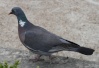 فاخته (يمام مطوق) يا كريم، (Collared Dove) الاسم العلمي:(Streptopelia Decaocto)، من الطيور المستوطنة في بلدة كوخرد، وتنتشر في الأماكن الزراعية والحدائق، والواحات، يتواجد في المناطق شبه الصحراوية وبالقرب من القرى والمسطحات الزراعية، والسدود كـ سد بست كز، وسد جابر وسد بز، وبواطن الأودية والسهول كسهل لاور كالون. وهي حذرة جداً في طباعها ويصعب الاقتراب منها. من السهل التعرف على هذا الطائر من لونه الرملي وشبه الطوق الأسود على رقبته وهو مقيم شائع جداً ويتكاثر.