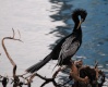 قاذف الأفريقي(Anhinga rufa) هو طائر ينتمي لعائلة القاذفات، تسمى أحيانا الطيور الثعبانية، وهو نوع يتواجد في أفريقيا المدارية وجنوب الصحراء الكبرى.

    * وهو يعشش في الأشجار ويضع من البيض 3-6. وهو يسبح ورأسه مرفوعة فوق الماء ومن هنا جاءت تسميته الطيور الثعبانية.