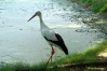 اللقلق الأبيض(Ciconia ciconia) أو بلاّرج أبيض في الجزائر هو طائر من الطيور الخواضة التي تنتمي لعائلة اللقلق، وهو يقيم في أجزاء من أوروبا  إستونيا) وشمال غرب أفريقيا الجزائر  تونس المغرب)، وجنوب غرب آسيا (شرق إلى غرب   كازاخستان) وهو من الطيور المهاجرة القوية حيث يستطيع أن يصل إلى أفريقيا الإستوائية وصولا إلى جنوب أفريقيا وشبه القارة الهندية شرقا. وهو طائر ضخم يصل طوله إلى 100-125 سم ويصل طول جناحه إلى 155-200 سم والوزن يصل إلى 2.3 -4.5 سم ولون ريشه أبيض تماما إلا نهاية أطراف أجنحته فهي سوداء بينما السيقان والمنقار فهما أحمر اللون. يمشي ببطء وبثبات على الأرض وهو مثل كل اللقالق باس