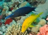 صور أسماك Wrasse10