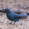 السمّنة الشيانيّة (Blue rock thrush)الاسم العلمي:(Monticola solitarius)، سمنّة شيانيّة: الشيانية باللهجة المحلية الدارجة تعني الشين، أو الأملح غير جميل، (و السمّنة الشيانيّة) اي الغير جميلة.

طائر ممتلئ الجسم مهاجر شتوي عابر أحياناً، يعيش في المناطق والتلال الصخرية، والأودية ، والحدائق الكبيرة، والمناطق الزراعية، وأماكن تجمع القمامة.