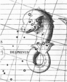 Delphinus