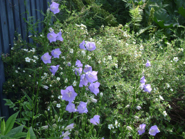 campanule a fleur de péché