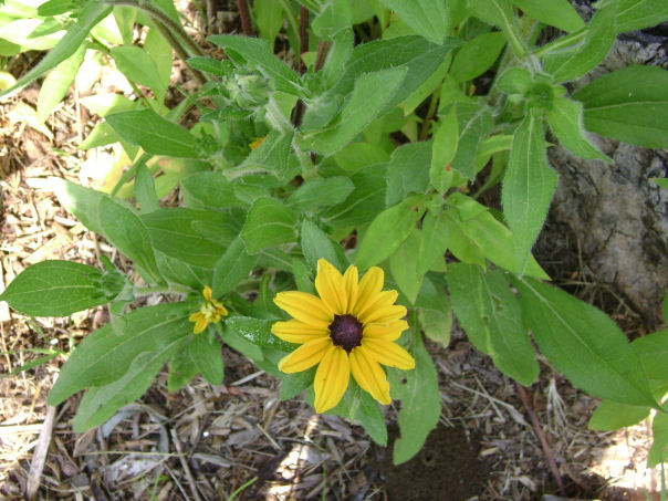 rudbeckie