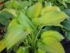 hosta gouagamol