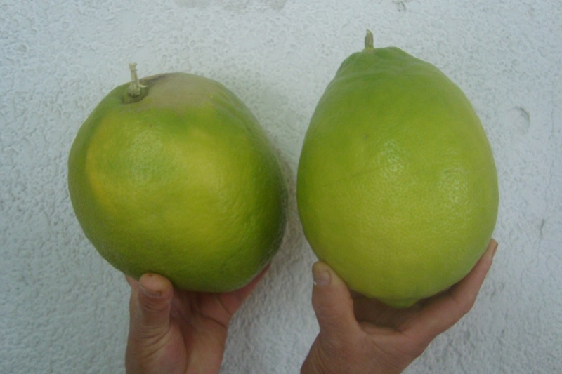 DOS PEQUEÑOS LIMONCITOS