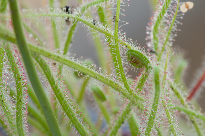 Drosera filiformis