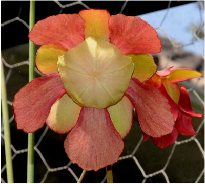 Fleur de Sarracenia