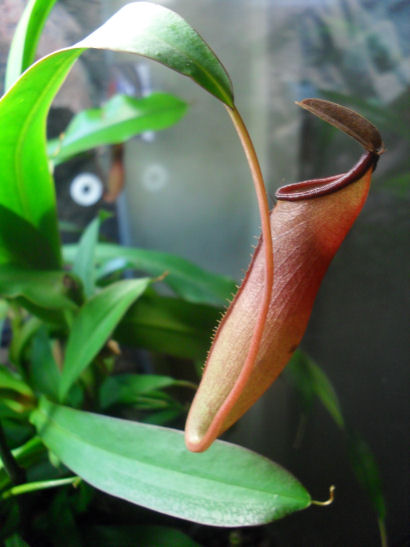 Nepenthes Rebecca Soper