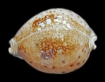 Scaphella - Swainson, 1832 1066-51