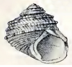 ID Conidae résolues 1357-93