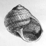 Identifications des Coquilles Terrestres 1476-53