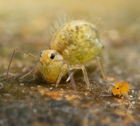 Les Helicodontidae Kobelt, 1904 2257-27