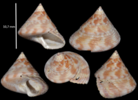 Autres Mangeliidae 2367-45