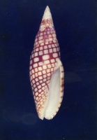 Cylindromitrinae - Pterygia  Röding, 1798 250-10