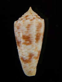 Conus (Afonsoconus) (Tucker & Tenorio, 2013) 284-98