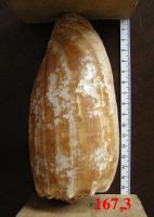 Conus (Darioconus) Iredale, 1930 310-74