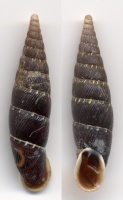 Xerocrassa Monterosato, 1892 380-4