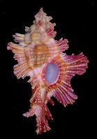 Conus (Conus) Linnaeus, 1758 477-10