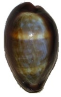 Cypraeidae Nigers & Rostrées 496-84