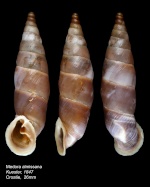 Autres Camaenidae 620-42