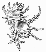 Conus (Phasmoconus) Mörch, 1852 Coquil10